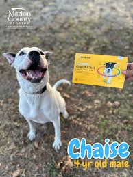 GUESS THE BREED! Chaise...