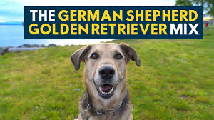 They are still used for. The German Shepherd Golden Retriever Mix Best Of Both Worlds Youtube