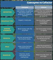 The impact of coenzyme q10 on metabolic and cardiovascular disease profiles in diabetic patients: Difference Between Coenzyme And Cofactor Compare The Difference Between Similar Terms