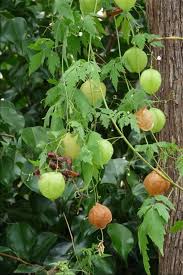 Image result for Cardiospermum halicacabum