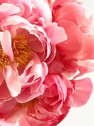 Wedding Flower Feature Coral Charm Peony The Pink Bride Coral Charm Peony Peony Flower Photos Pink Flower Pictures