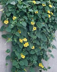 Climbing vine plants to bring the outdoors into your home. Annual Flowering Vines Vines Climbers Twiners U Of I Extension