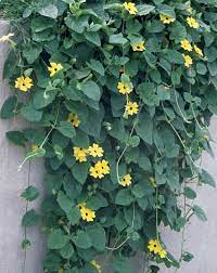 Garden guides is the ultimate resource for cultivating your green thumb. Annual Flowering Vines Vines Climbers Twiners U Of I Extension
