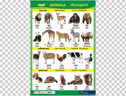 dog sri lanka cat animal chart catalog charts png clipart