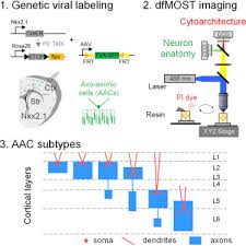 Muscle cell structure and function brookbush institute. Genetic Single Neuron Anatomy Reveals Fine Granularity Of Cortical Axo Axonic Cells Sciencedirect