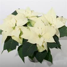 Maybe you would like to learn more about one of these? Poinsettia Snowy White