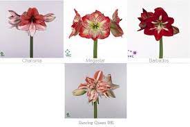 Amaryllis Amaryllis Flower Identification Floral Art