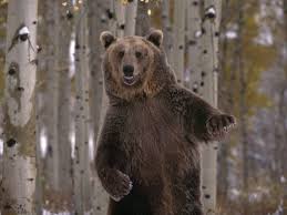 A Moment On The Lips A Lifetime On The Hips Commercial Pin By Erik Kriek On Visual Reference Library Bear Jokes Dancing Animals Bear