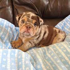 Find English Bulldog Puppies For Sale Near Me We Are Usda License Breeder Of English Bulld Cuccioli Di Cani Cuccioli Di Animale Animali E Animali Da Compagnia