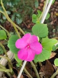 Image result for Impatiens hochstetteri