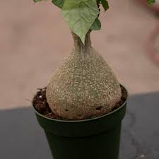 Image result for Gerrardanthus lobatus