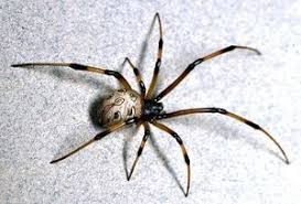 Cheliceriformes Quelicerados Chelicerates Classe Arachinida Avec Images Animaux Dangereux Animaux Araignee