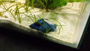 We did not find results for: Fin Rot Not Going Away Betta Is Lazy Bettafish