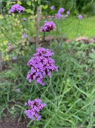 Image result for Verbena × teasii