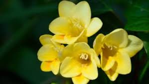 Se tu sei interessato a info circa fiori giallo verdognoli fiori giallo verdognoli, entrambi nel forma di foto, video, recensioni e molti tipi di fiori giallo non farlo ignorare per salva questa pagina riguardo fiori giallo verdognoli premendo il pulsante ctrl + d (computer) o command + d (mac os). Fiori A Grappoli Gialli Verdognoli Robinia Pseudoacacia Robinia Comune Acacia Vivai Frappetta Roma Pianta Delle Araliacee Con Fiori Gialli Lester Stabile