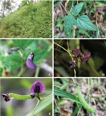 Image result for Wajira grahamiana