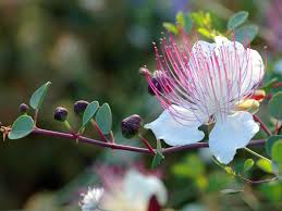 Image result for Capparis scheffleri