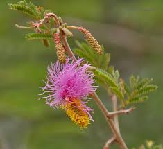 Image result for Dichrostachys