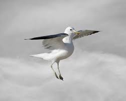 Black And White Birds In California Bird Print California Seagull Seagull Fine Art Print Limited Edition Photography Bird Art Print Eye Level With Cumulus Clouds Bird Prints Bird Art Birds