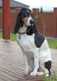 Image result for bernský honič