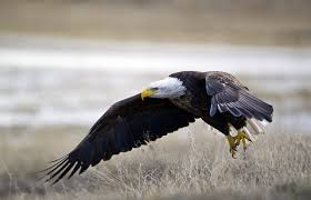 Bald Eagle - NDOW