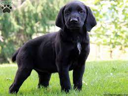 We did not find results for: German Shorthaired Pointer Mix Puppies For Sale Greenfield Puppies