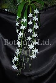 Image result for Aerangis