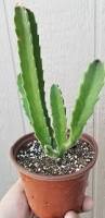 Image result for Stapelia gigantea