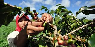 Check spelling or type a new query. Jenis Jenis Pekerjaan Berdasarkan Letak Geografis Halaman All Kompas Com