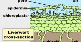 We did not find results for: Liverwort Thallus C S Diagram Plant Label Plant Anatomy Vascular Plant