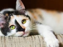 And what cat toy do you think i should get billy next? 5 Signs Your Cat Is Bored And How To Fix It Kristen Levine Pet Living