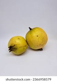 Image result for Punicaceae