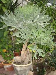 Image result for Cussonia sessilis