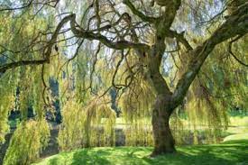 I planted 5 small willow trees (about 18 inches tall) on my property several years ago and the deer ate them to the ground! Weeping Willow Information Learn About Caring For A Weeping Willow Tree