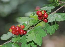 Un Petit Fruitier Sauvage Meconnu Zoom Nature