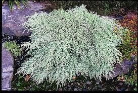 Image result for Cupressus macrocarpa