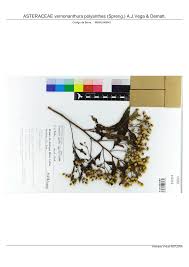 Image result for Vernonanthura polyanthes