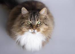 Owning a siberian cat is very pleasurable rewarding and life changing experience. Finding A Siberian Cat To Rescue Lovetoknow