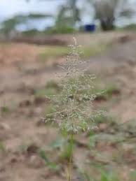 Image result for Sporobolus ioclados