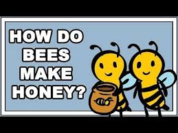How Do Bees Make Honey Youtube How Bees Make Honey Science Projects For Kids Reading Street