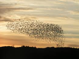 نتیجه جستجوی لغت [flock] در گوگل