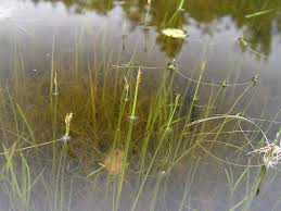 Image result for Schoenoplectus sp.no.1