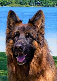 My husband has had german shepherds in the past but all he remembers is getting them from a farm. Shiraz Farm German Shepherds Home