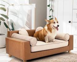 pet sofaの画像