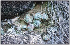 Image result for Plectranthus mandalensis