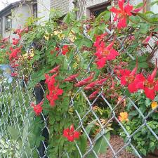 We did not find results for: Tropaeolum Speciosum Flame Nasturtium In Gardentags Plant Encyclopedia