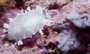 Image result for Tritonia moggii