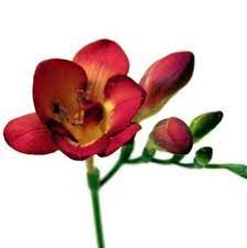 Wholesale Freesia Red Blooms By The Box Freesia Flowers Wholesale Flowers Wedding Wholesale Flowers