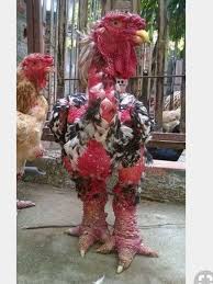 Pin By Nurse Bailey 01 On Feathered Beauty Chicken Breeds Beautiful Chickens Pet Birds