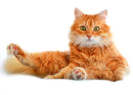 The ranking of most popular cat names can be assessed, in particular, from pet insurance registrations. 200 German Cat Names From The Traditional To The Unusual
